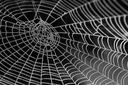 Working as a Web Developer